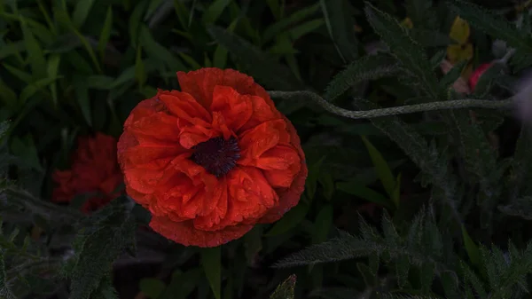 Красный Цветок Мака Темно Зеленом Саду Травы — стоковое фото
