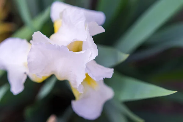 Gros Plan Une Fleur Blanche Jaune Matin Fleur Iris Dans — Photo