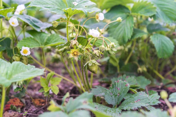 Strawberry plant. Blossom of strawberry bush. Green strawberry in a garden in a village. Strawberry farm, spring season. Selective focus