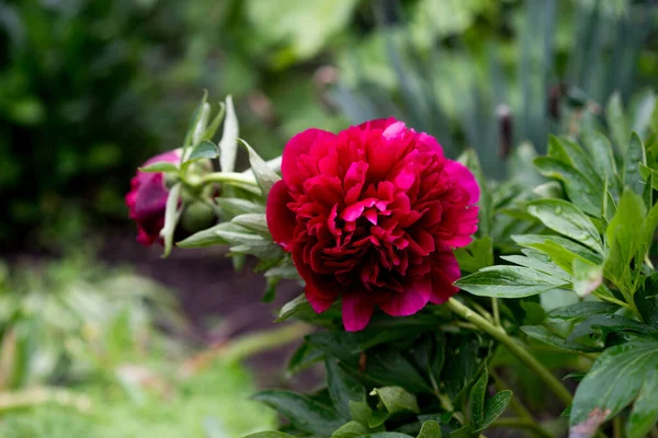 Cine Oscuro Filtra Peonías Rojas Jardín Peonía Roja Floreciente Grupo — Foto de Stock