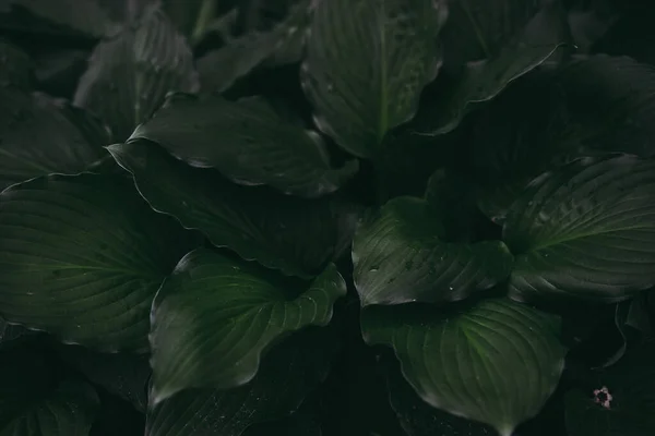 Листья Мира Скрыты Лилия Крупным Планом Темно Зеленые Листья Фон — стоковое фото