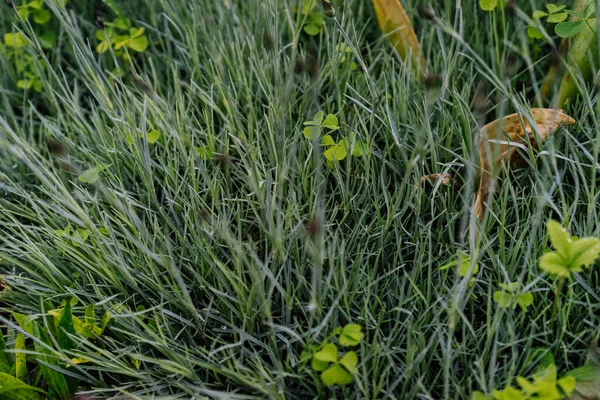 Färskt Grönt Gräs Morgonen Efter Regnet Vinden Selektivt Fokus Gräs — Stockfoto