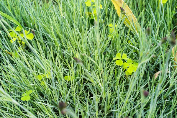Grünes Gras Mit Tropfen Frisches Grünes Gras Morgen Nach Dem — Stockfoto