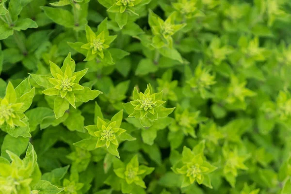 Nahaufnahme Einer Pflanze Nahaufnahme Von Kräutern Garten Nahaufnahme Von Grünem — Stockfoto