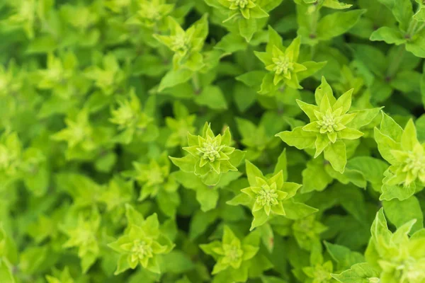 Nahaufnahme Einer Pflanze Nahaufnahme Von Kräutern Garten Nahaufnahme Von Grünem — Stockfoto