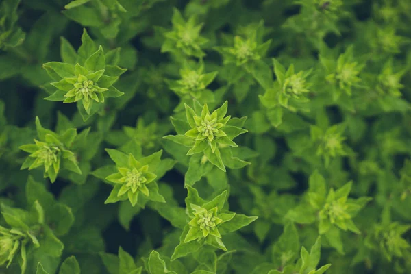 关闭一个植物 园中草本密闭 青草密闭 薄荷装饰 青草花纹 实生季节 有选择的重点 复制空间概念 — 图库照片