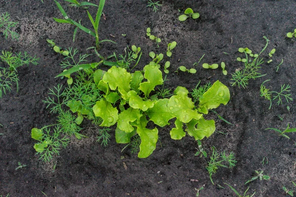 Laitue Verte Biologique Cultivée Dans Jardin — Photo