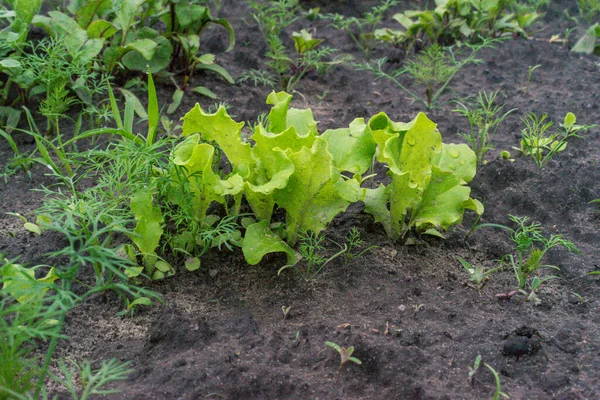 Zielona Sałata Organiczna Rosnąca Ogrodzie — Zdjęcie stockowe