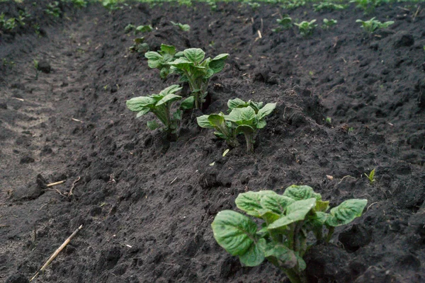 Jeune Plante Pomme Terre Poussant Sur Sol Pommes Terre Dans — Photo