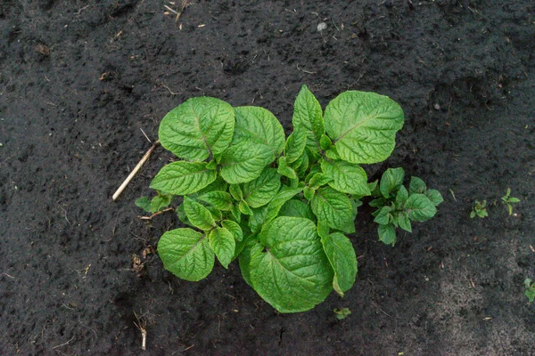 Jeune Plante Pomme Terre Poussant Sur Sol Pommes Terre Dans — Photo