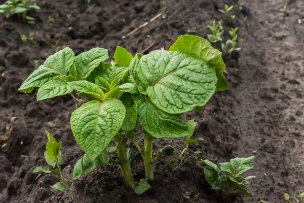 Jeune Plante Pomme Terre Poussant Sur Sol Pommes Terre Dans — Photo