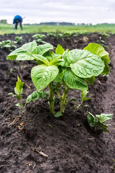 Jeune Plante Pomme Terre Poussant Sur Sol Pommes Terre Dans — Photo