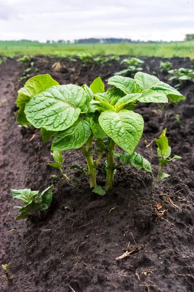 Jeune Plante Pomme Terre Poussant Sur Sol Pommes Terre Dans — Photo