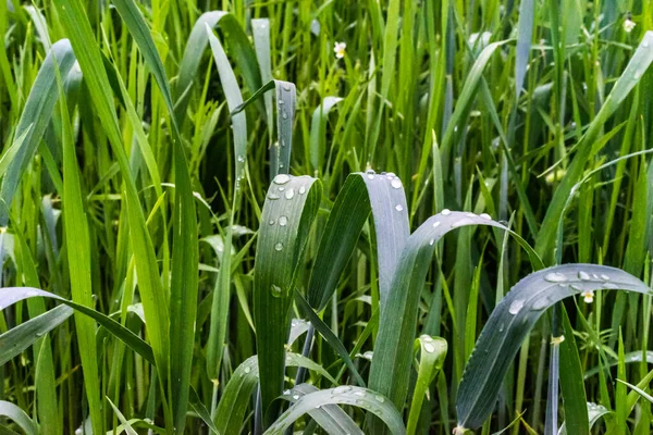 Högt Grönt Gräs Efter Regnet Med Regndroppar Regndroppar Veteväxter Selektivt — Stockfoto