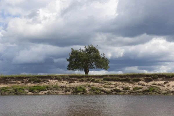 Lonely tall på en brant packar ihop av floden — Stockfoto