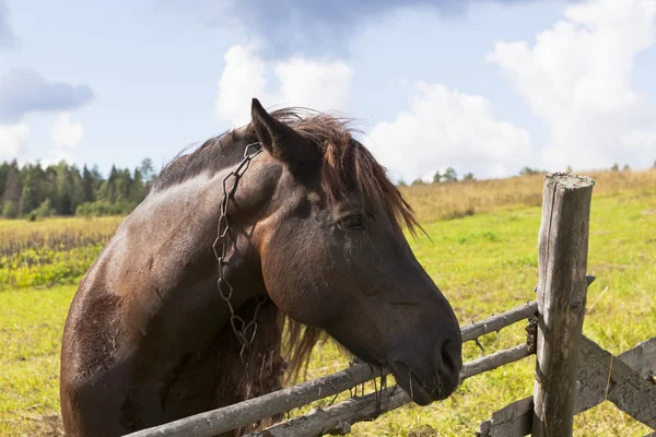 Portrait of a sad horse tethered chain — Stock Photo, Image