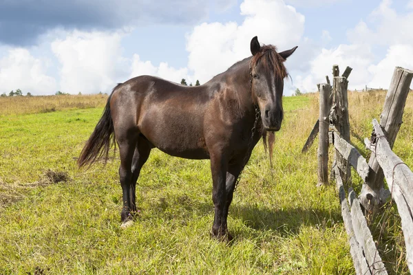 Brown steed in pasture — Stock Photo, Image