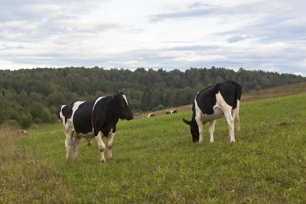 Smörbultar på kvällen betesmark — Stockfoto