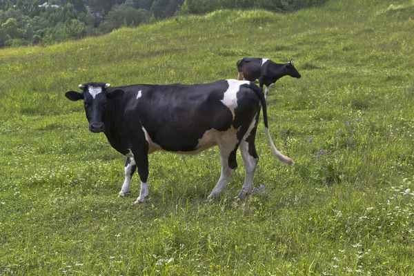 Two cows are grazing in a meadow overcast day — Stockfoto