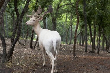 Beyaz Geyik safari Park şehrin Gelendzhik, Krasnodar bölgesi, Rusya Federasyonu