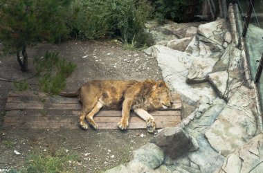 Uyuyan aslanı Safari Park Gelendzhik tatil, Krasnodar bölgesi, Rusya Federasyonu