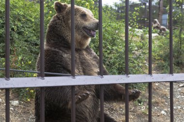 Gelendzhik, Krasnodar bölgesi, Rusya Federasyonu - 15 Temmuz 2015: kahverengi ayı (Ursus arctos) incelik izleyici için yalvaran Hayvanat Bahçesi. Safari Park resort City Gelendzhik