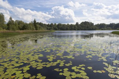 Tsypina, Kirillov bölgesi, Vologda region, Rusya Federasyonu - 9 Ağustos 2015: Ilinskoe Gölü Milli parkta Kirillov bölgesinde, Vologda bölgesi 