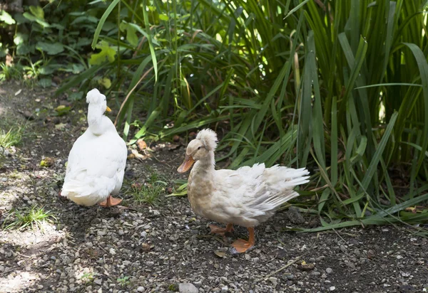 Canards à crêtes russes — Photo