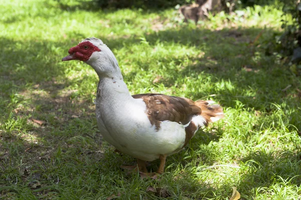 Muscovy duck strolling in shade of the trees — Stock Photo, Image