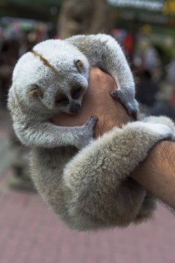 Lemurlar erkek elinde uyku