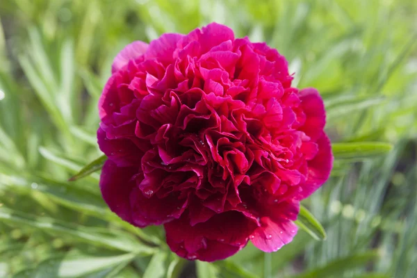 Peony Garden Drops Rain Royalty Free Stock Photos