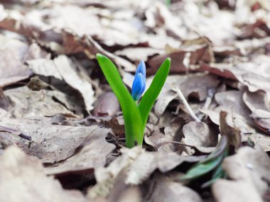  Bahar ormandaki ilk Lily vadi filiz.