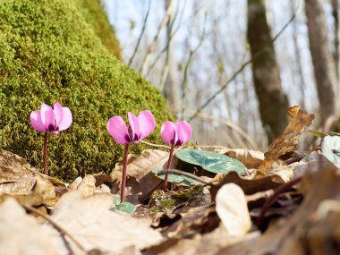  İlkleri çiçekler bahar ormanda Siklamen filiz.