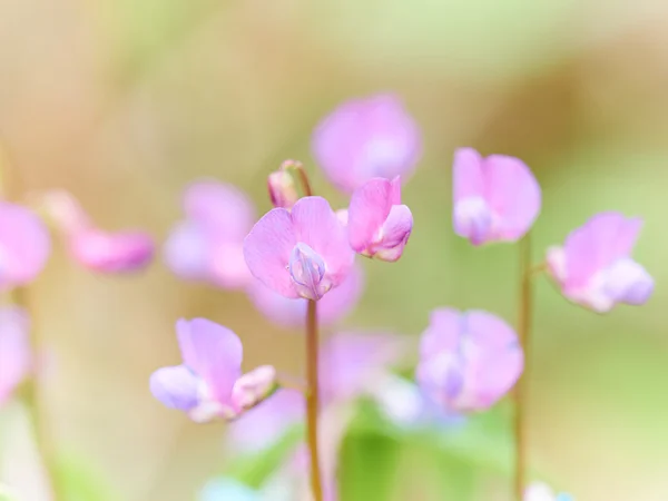 Blume Ononis in einem Wald — Stockfoto