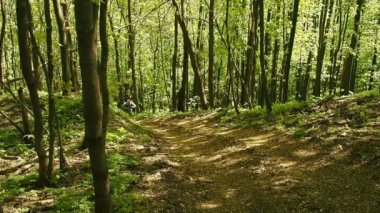Bir adam bir sırt çantası ile orman yolun yokuş yukarı yürümek. Hiking.