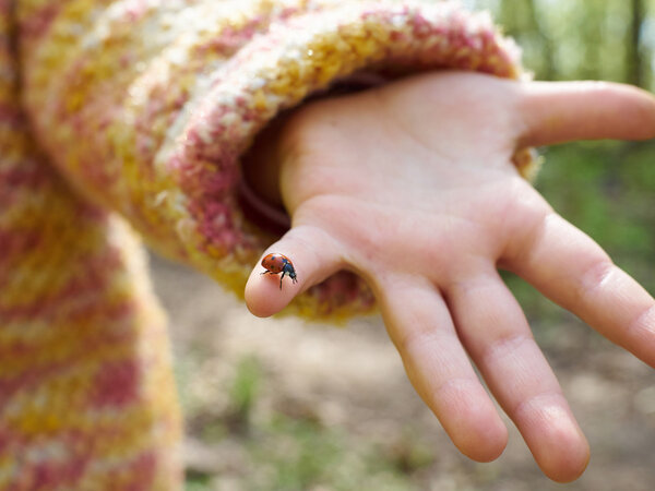 ladybug in a child's hand.