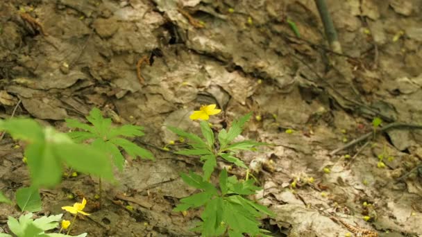 Hand pakt een gele bloem. Levende natuur. — Stockvideo