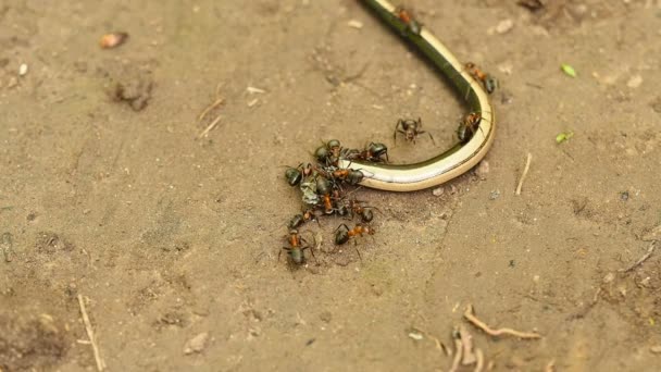 Mieren eten een dode slang. Roofzuchtig insecten. — Stockvideo