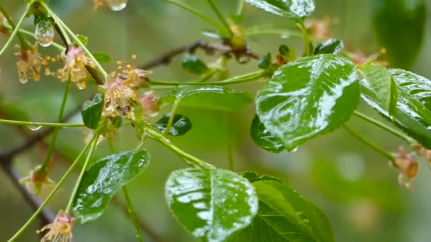 Gotas de agua En hojas verdes durante fuertes lluvias — Vídeos de Stock