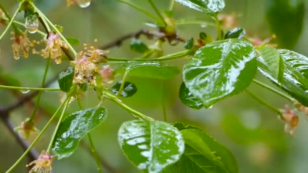 Gotas de agua En hojas verdes durante fuertes lluvias — Vídeos de Stock