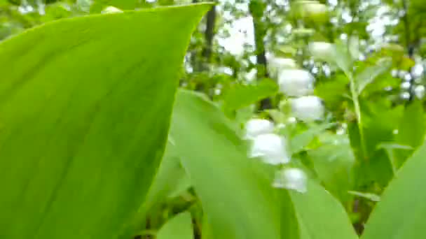 White Lily of valley after the rain in the wind. — Stock Video