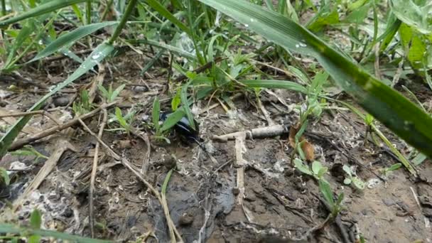 Bug noir, insectes Coléoptère noir rampant sur l'herbe Macro Hd — Video