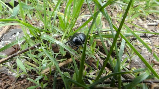 Black Bug, Insetos besouro preto rastejando na grama Macro Hd — Vídeo de Stock