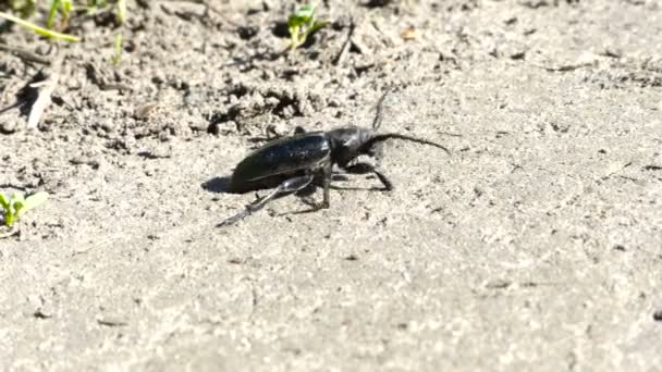 Black Bug, Insetos besouro preto rastejando na grama Macro Hd — Vídeo de Stock