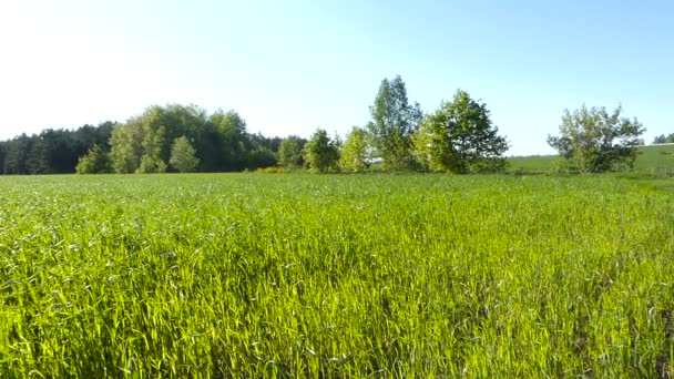 Landschaft einer schönen grünen Wiese mit Gras, das sich im Wind wiegt. — Stockvideo