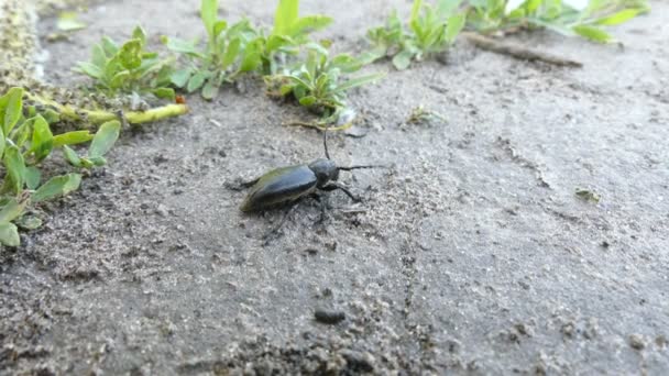 Błąd czarny, chrząszcz czarny owady pełzanie na trawie makro Hd — Wideo stockowe