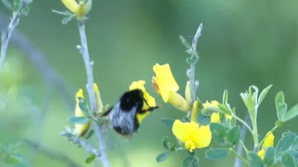Sarı akasya çiçeği, arı polen çiçek toplama. HD makro, yakın çekim. — Stok video
