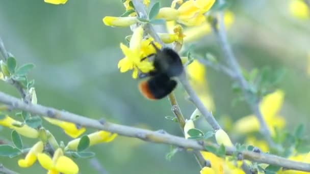 Gelbe Akazienblüten, Hummeln sammeln Blütenstaub. hd makro, close-up. — Stockvideo