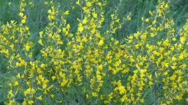 Sarı akasya - caragana arborescens. Rüzgarda sallanan sarı akasya dalları.