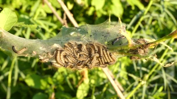 Thaumetopoea processionea rupsen op blad boom in de zomer — Stockvideo